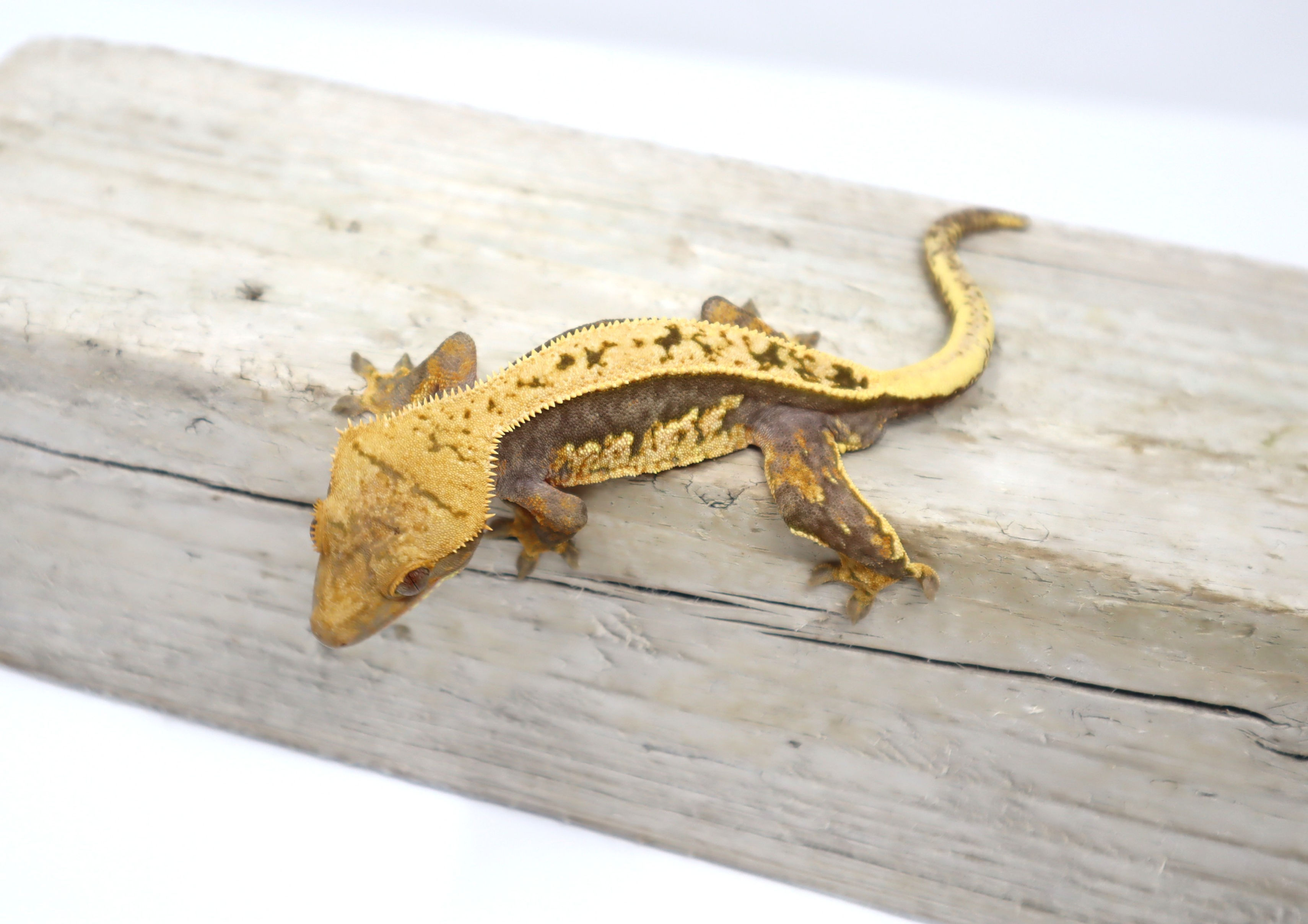 Lavender Tangerine Empty Back White Out Soft Scale Male