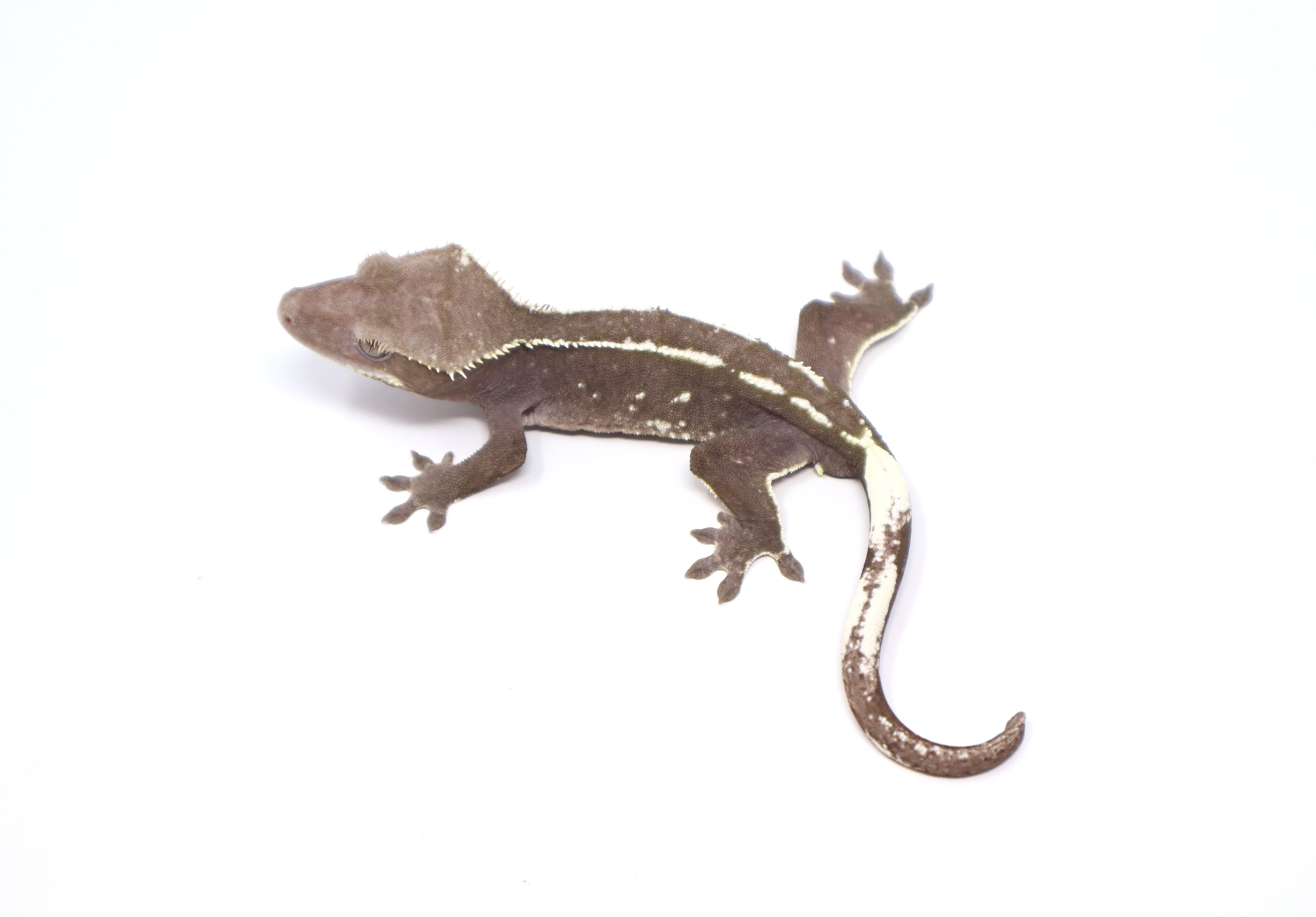 Axanthic Empty Back Male