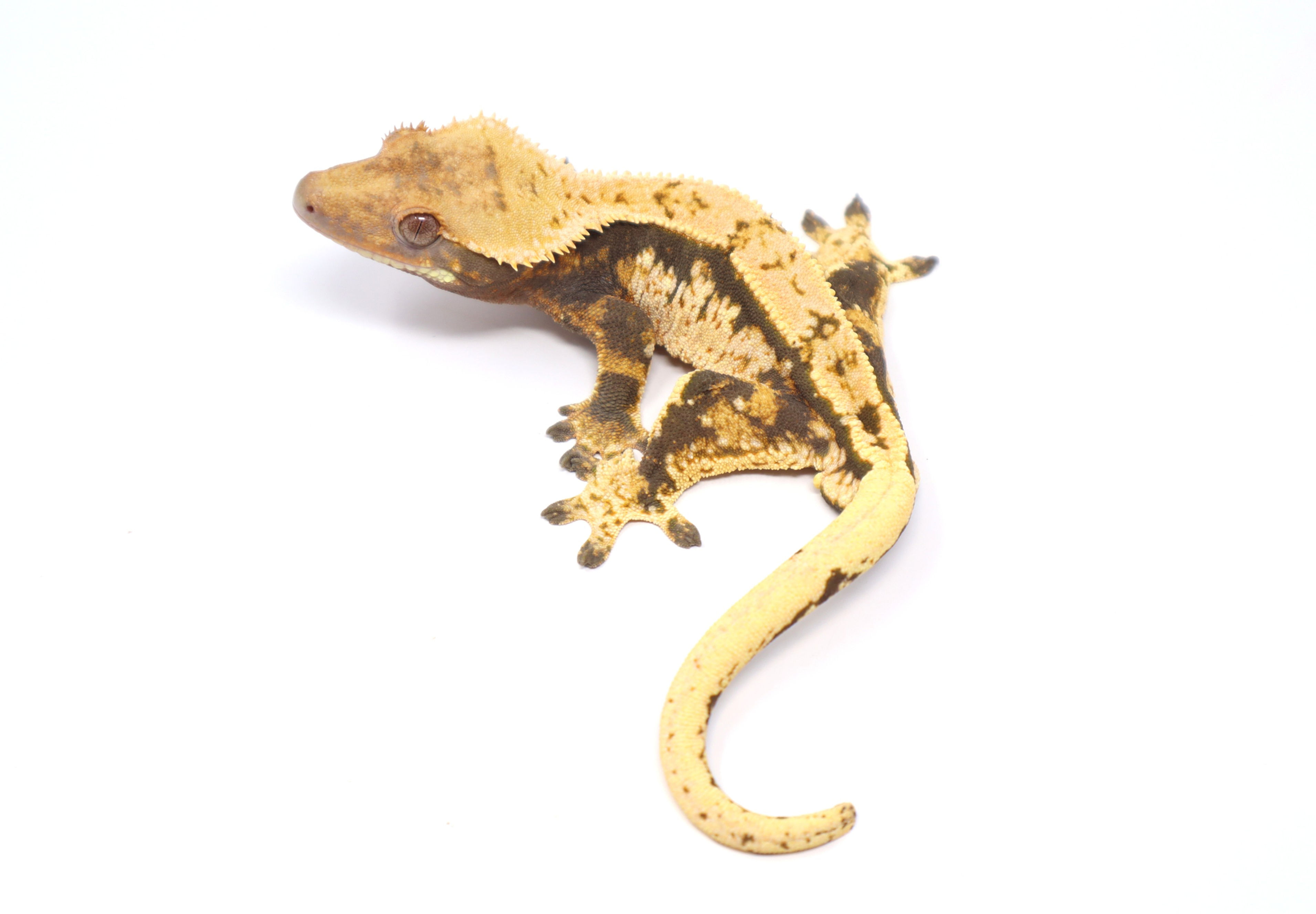High White Tangerine Harlequin Soft Scale Male