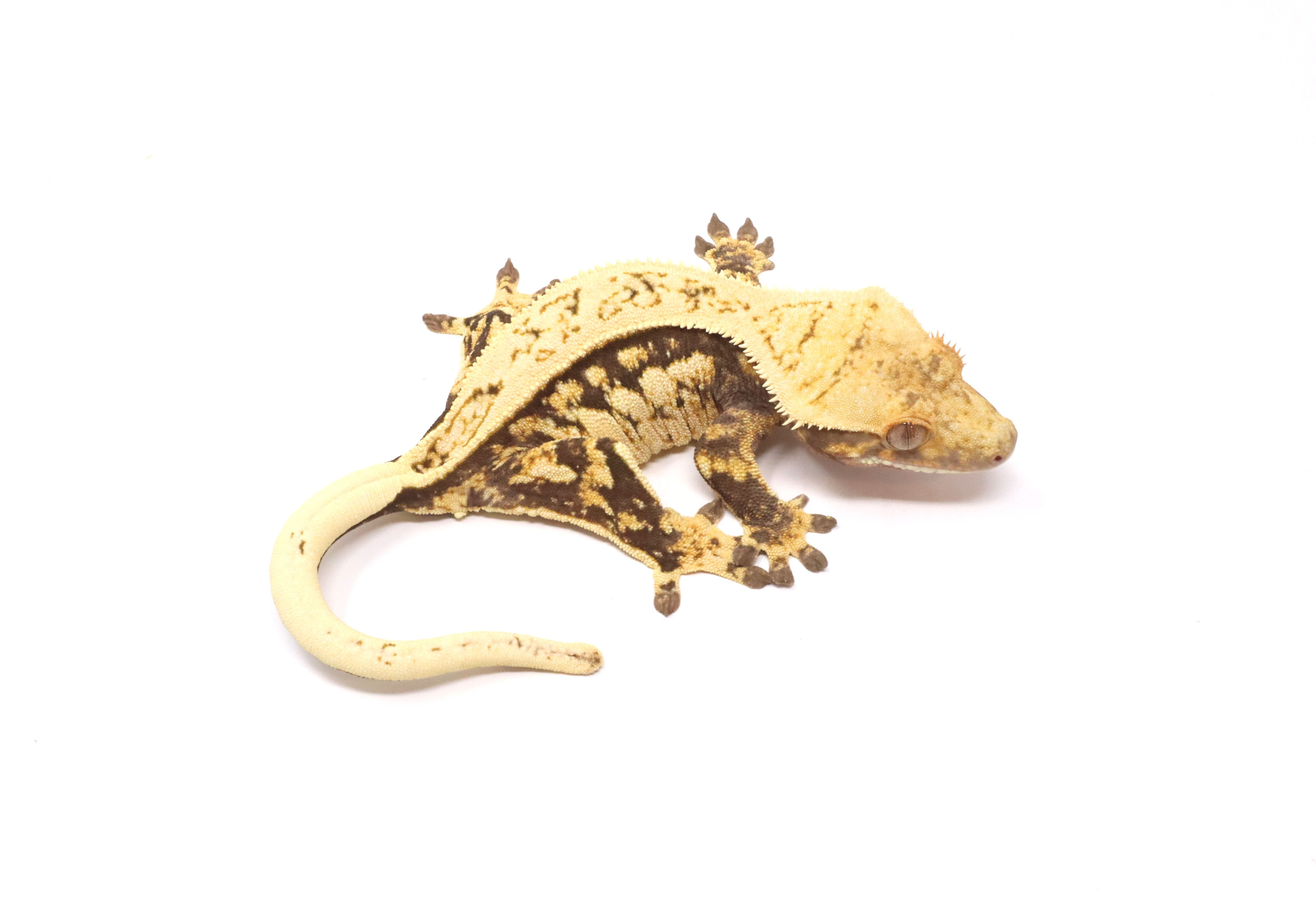 Lavender Pinstripe White out Soft Scale Female