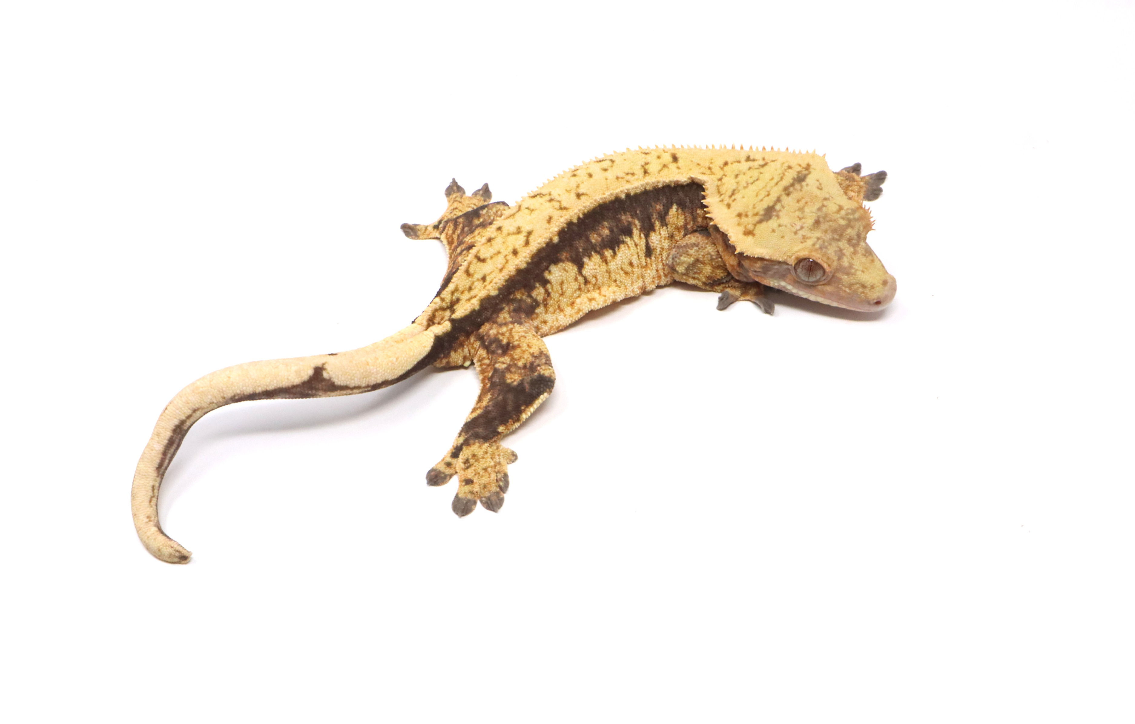 Tangerine Pin Soft Scale Female
