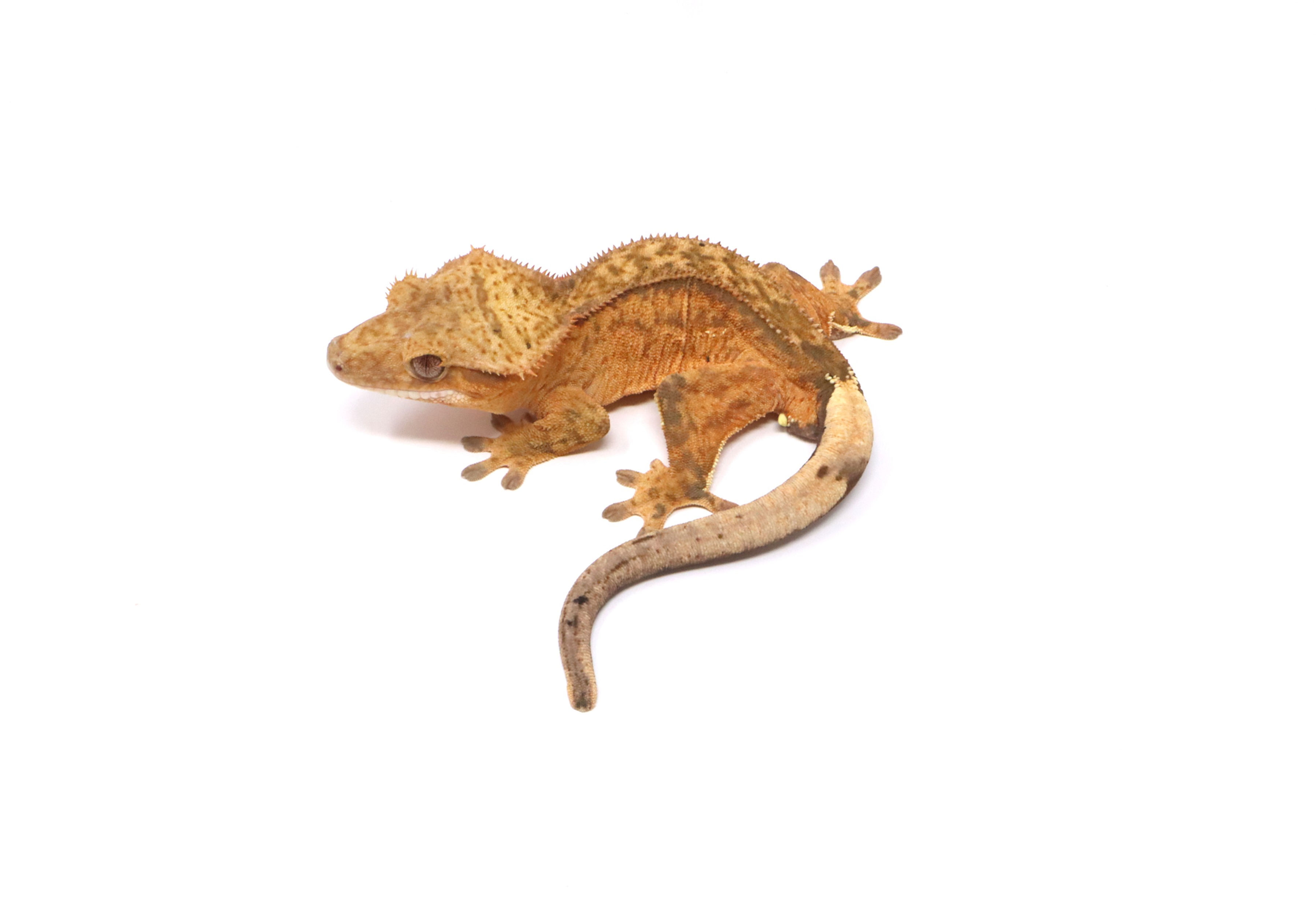 Tangerine Phantom Male