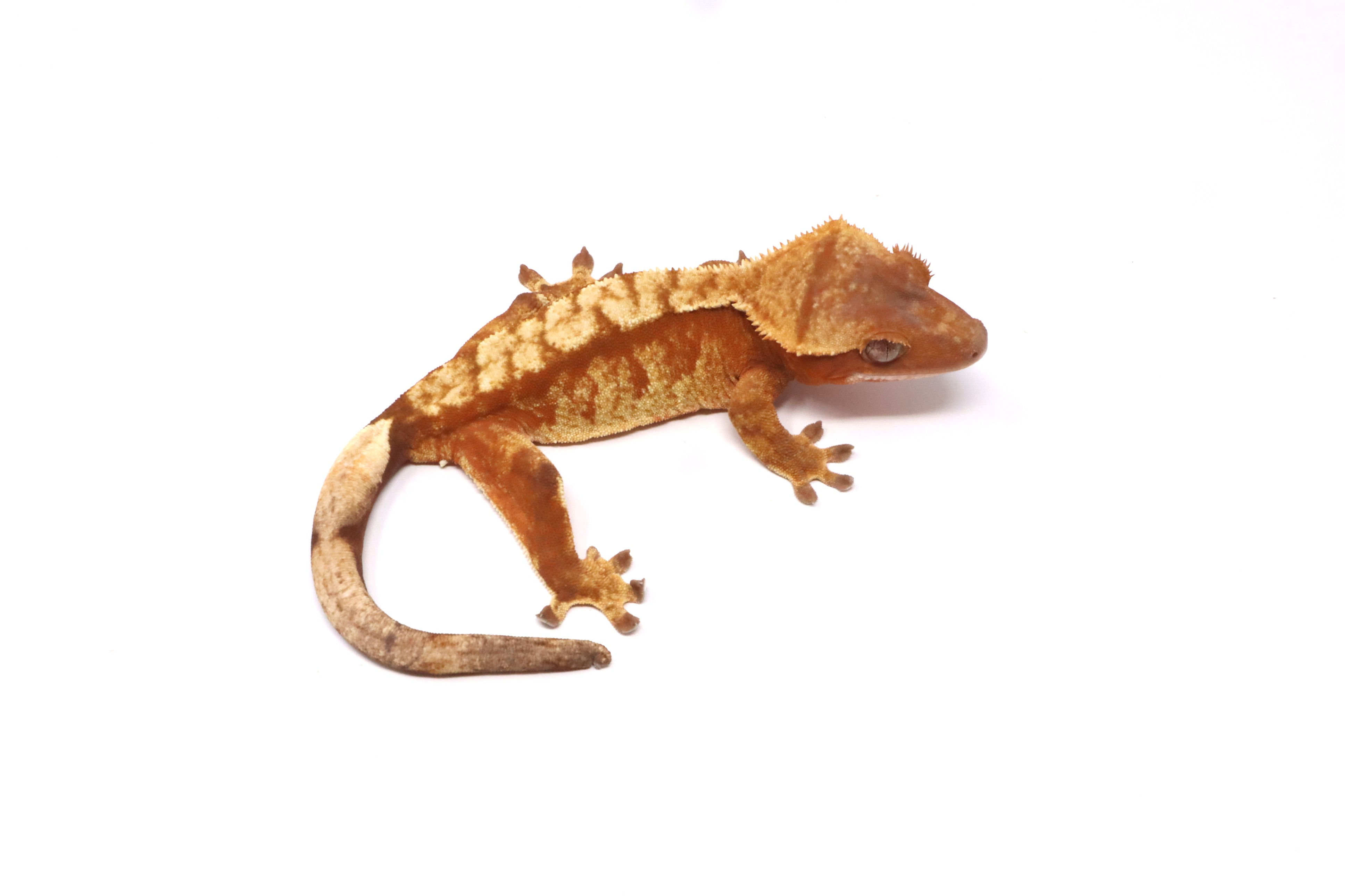 Red Harlequin Soft Scale Female