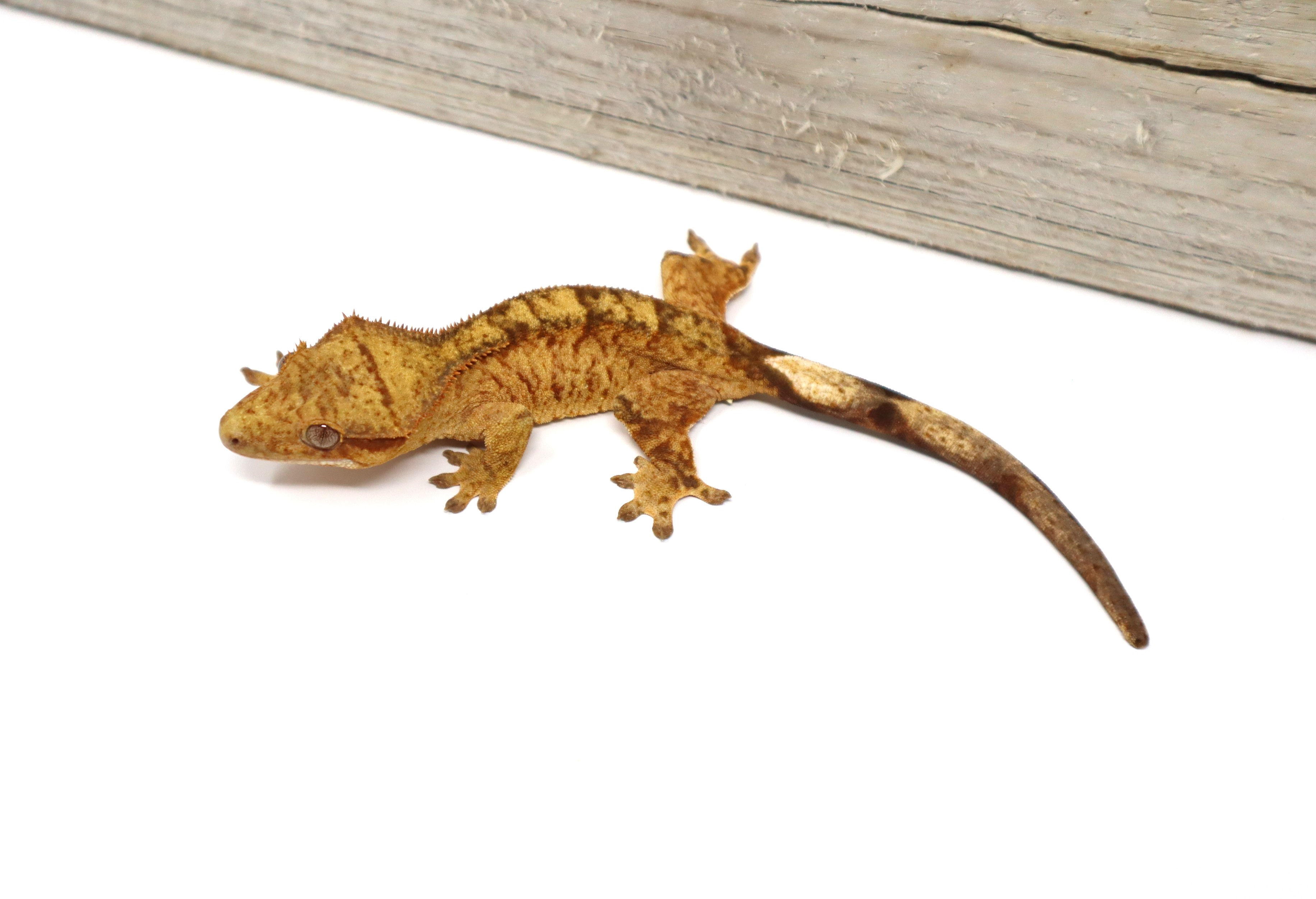 Margin Phantom Female