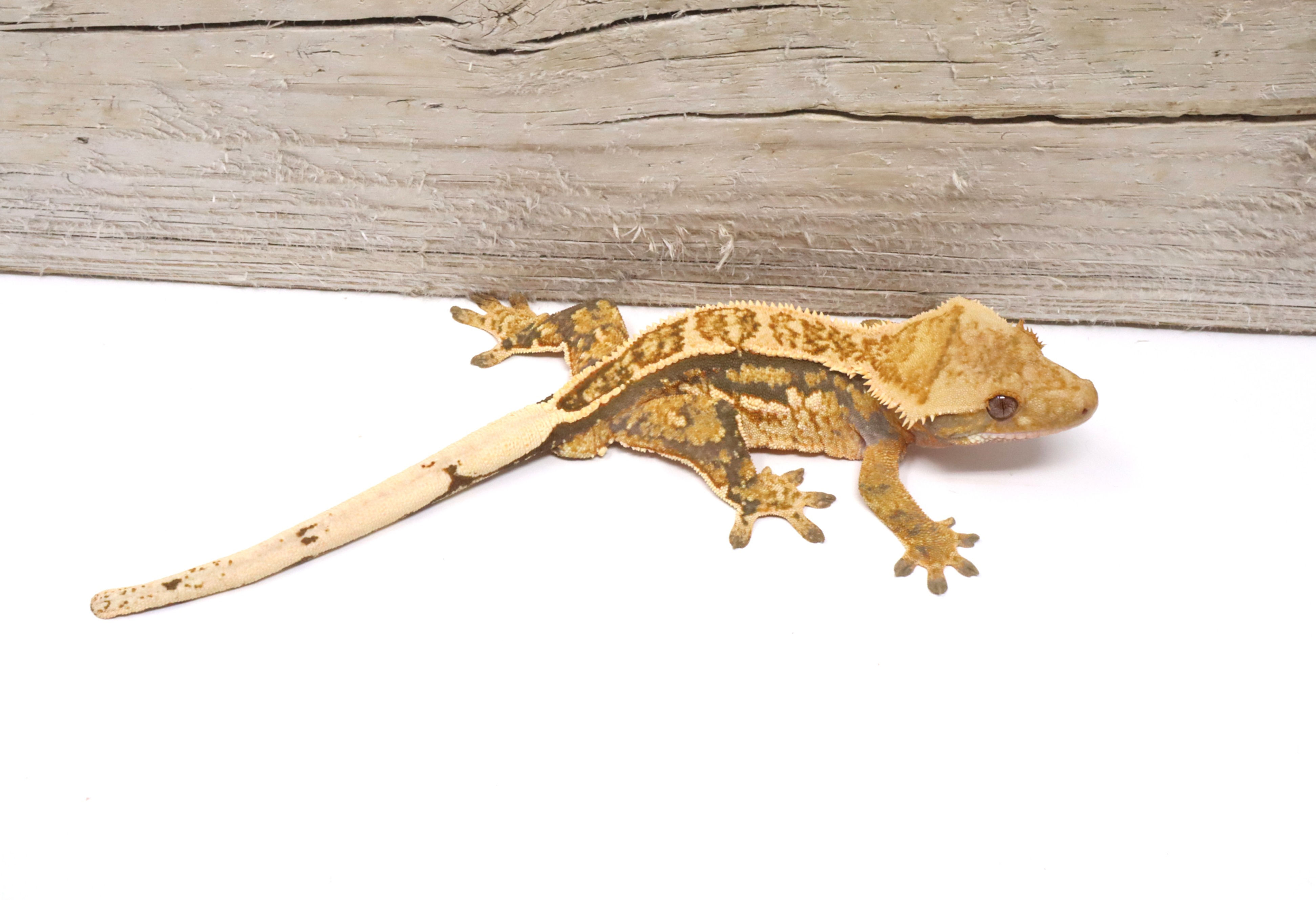 Lavender Tangerine Empty Back Male