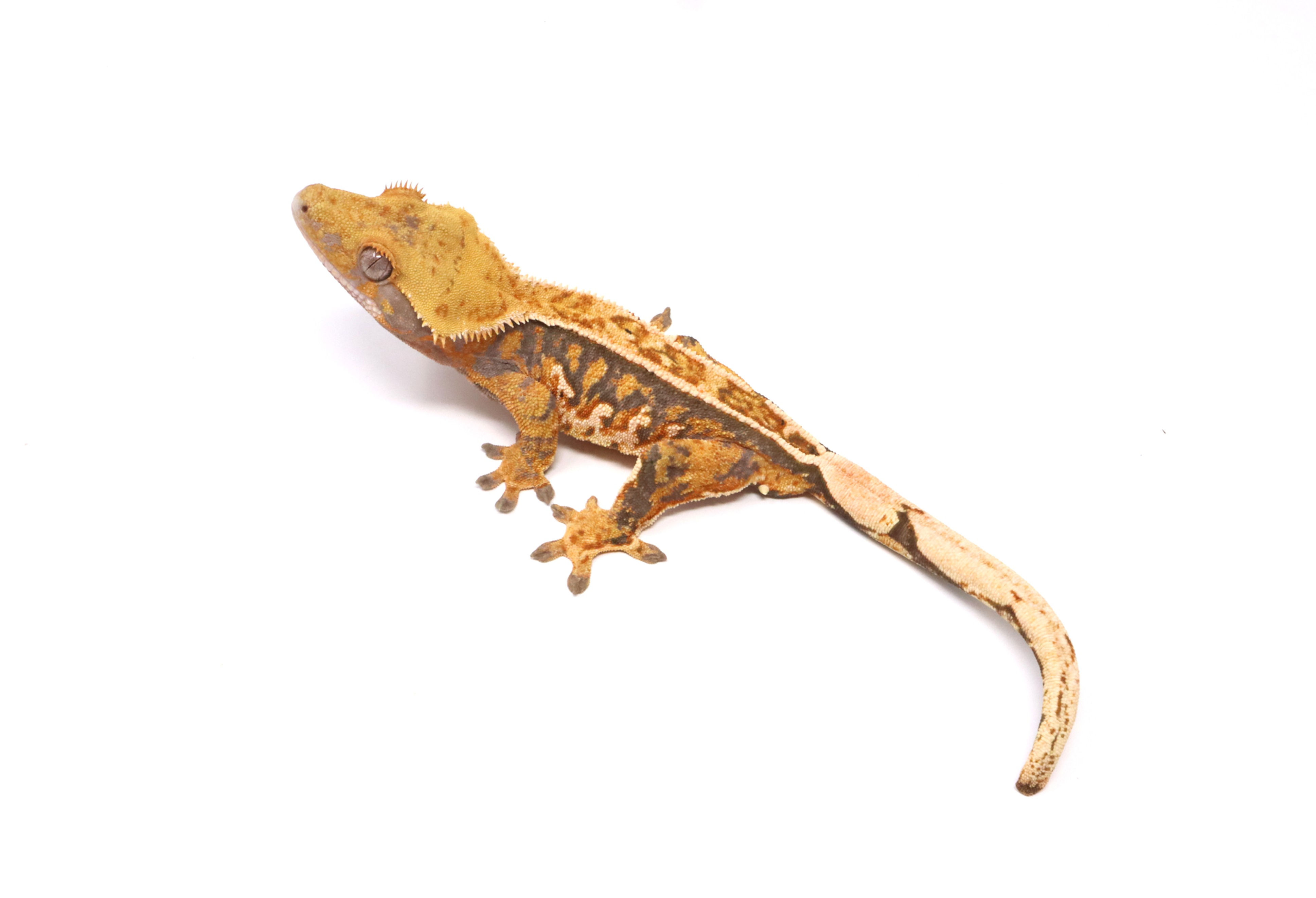 Lavender Tangerine Empty Back Soft Scale Male