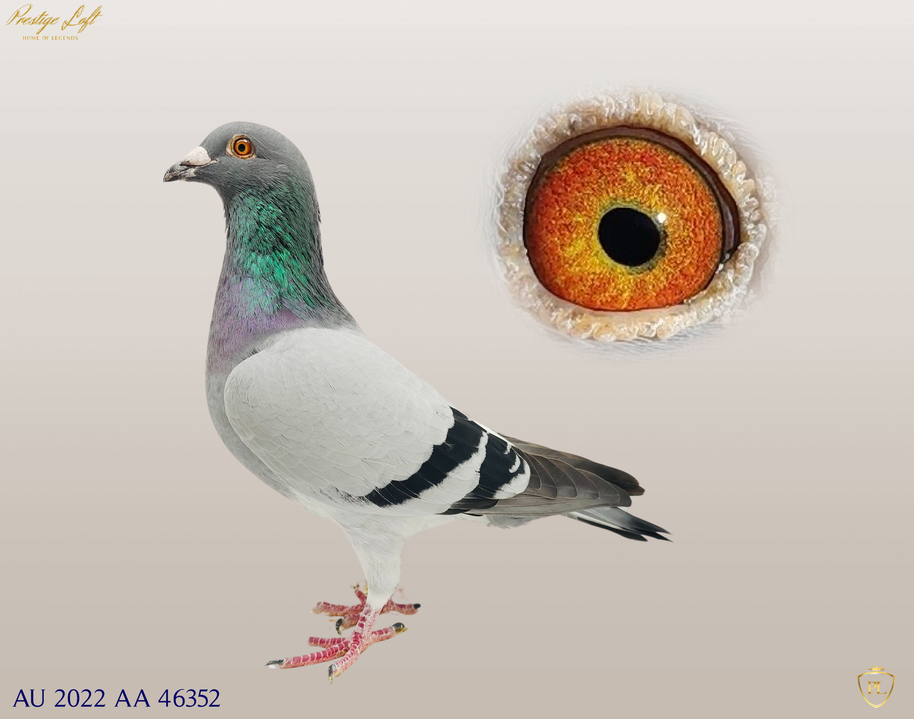 AU 2022 AA 46352 See Pedigrees