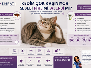 Kedinin kaşınmasıyla ilgili pire ve alerji belirtilerini anlatan mor tonlu veteriner infografiği.