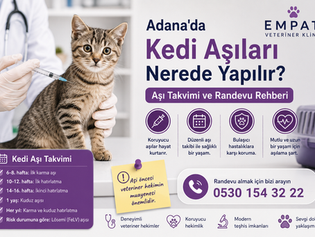 Adana'da veterinerde iğne yapılan tekir kedi; Kedi Aşıları Nerede Yapılır? yazılı mor afiş.