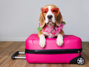 A beagle dog wearing sunglasses and a Hawaiian flower lei resting on a pink suitcase, representing moving to Hawaii with a dog or cat.