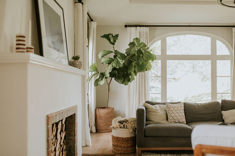 Neutral living room with a large window, gray sofa, white curtains, and a fiddle leaf fig tree, showcasing balanced natural light and soft textures.
