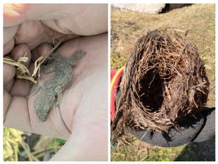 大掃除で生きもの発見