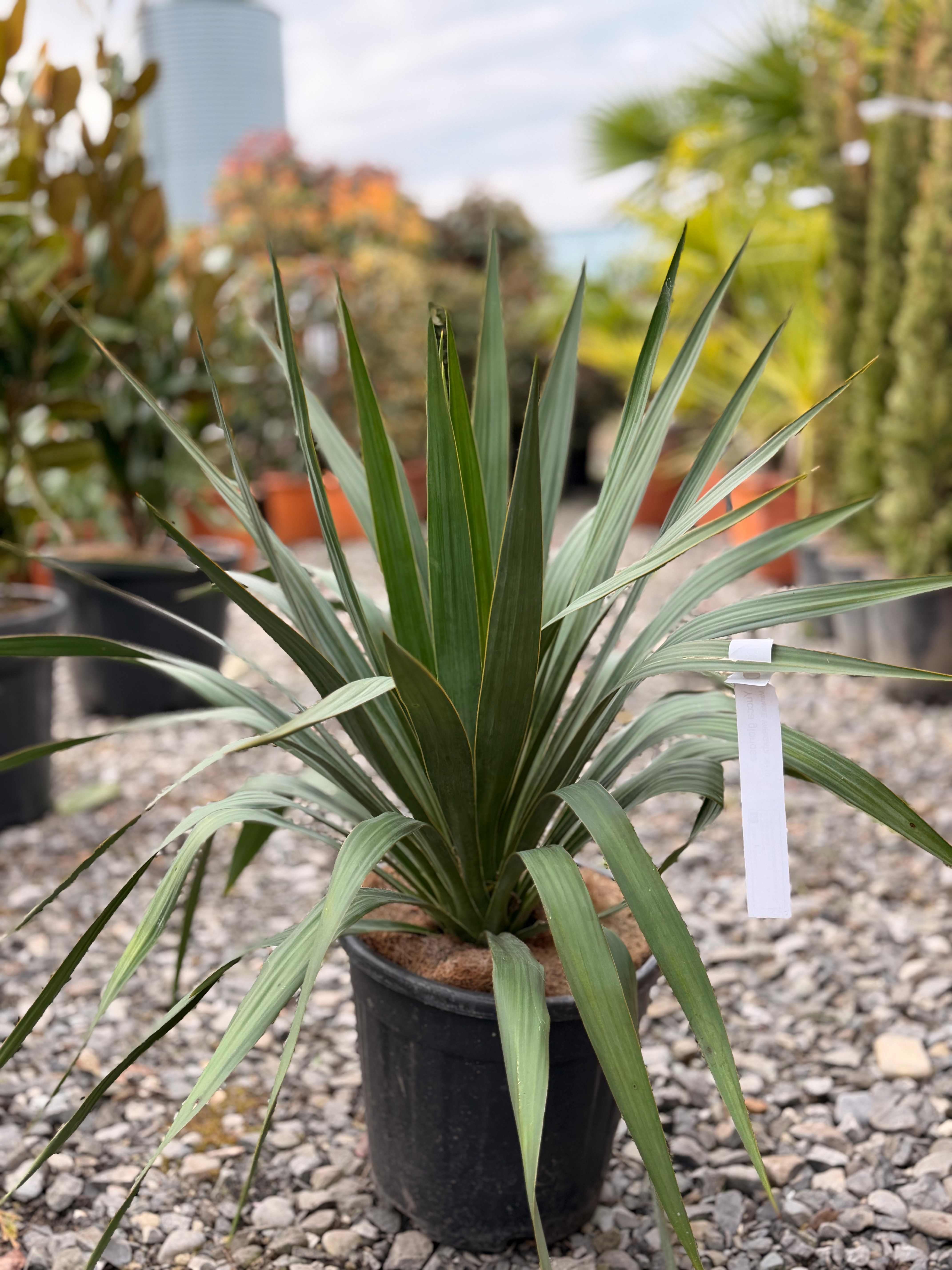 🌵Yucca Gloriosa 40-50cm