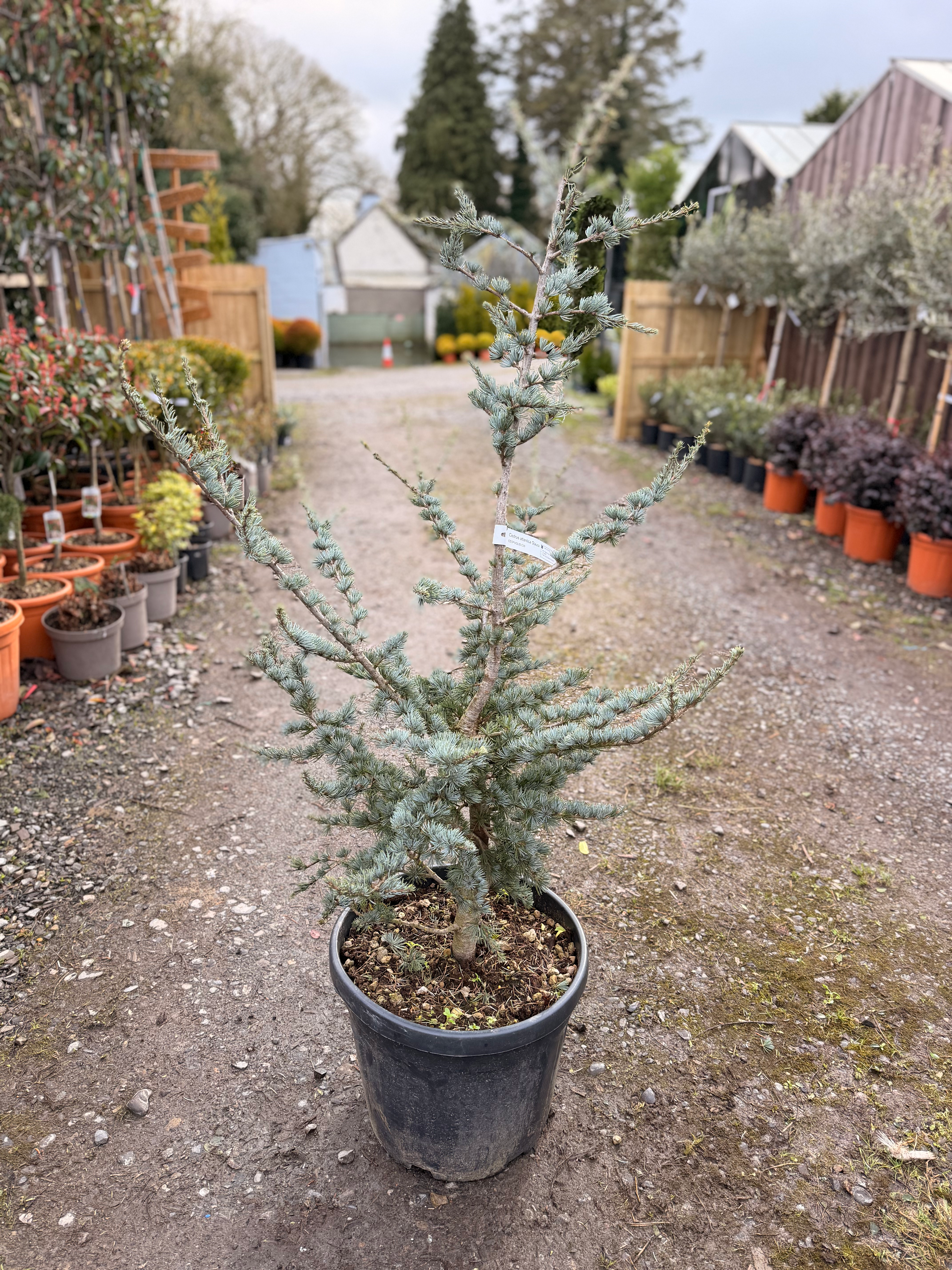 🌲Cedrus Atlantica ‘Glauca’ (Cespuglio) – C30 130cm