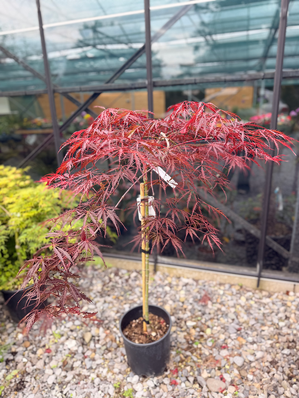 Thumbnail: Acer palmatum ‘Dissectum Garnet’ CLT 12