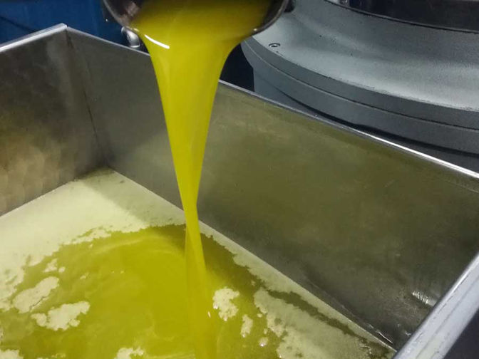 tda-olio-extravergine-oliva-matese-3.jpg