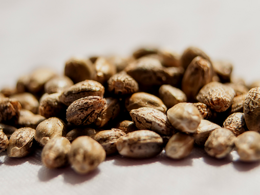 The DEA Ruled That Its Legal to Sell Cannabis Seeds. What Does That Mean for the Marijuana Industry?