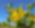 chaparral.jpg