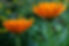 Calendula Opening