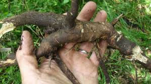 Eleuthro Root