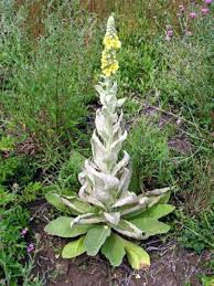 mullein.jpg