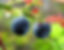 Bilberry fruit