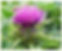 Milk Thistle