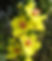 mullein flower.jpg
