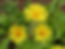 elecampane flower.jpg