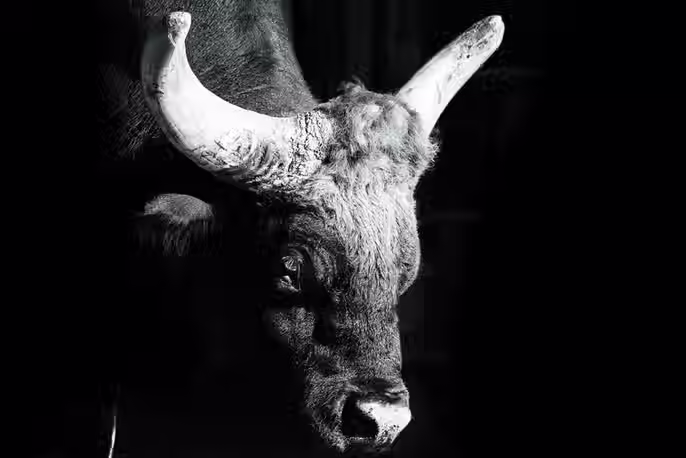 Gaur im Allwetterzoo Münster - schwarz-weiß