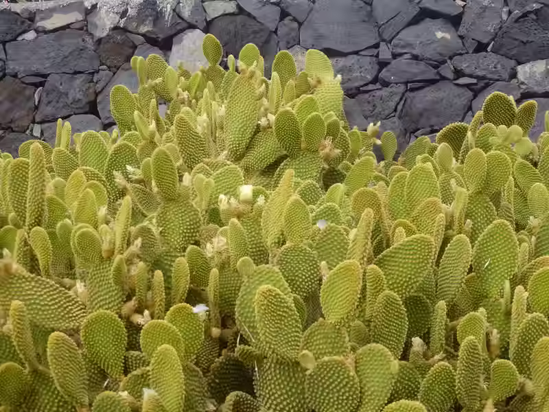 Landschaft in der Nähe von La Palma (Kanarische Inseln)