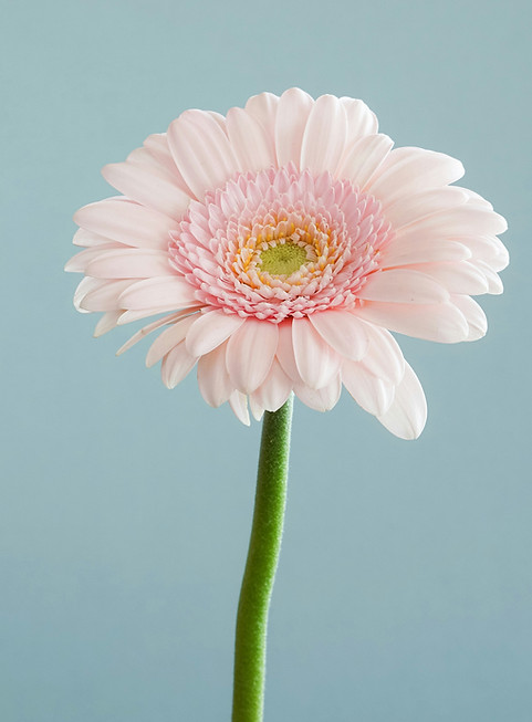 Pink gerbera daisy on blue background