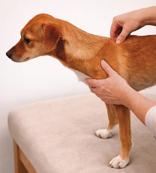 Dorntherapie beim Hund