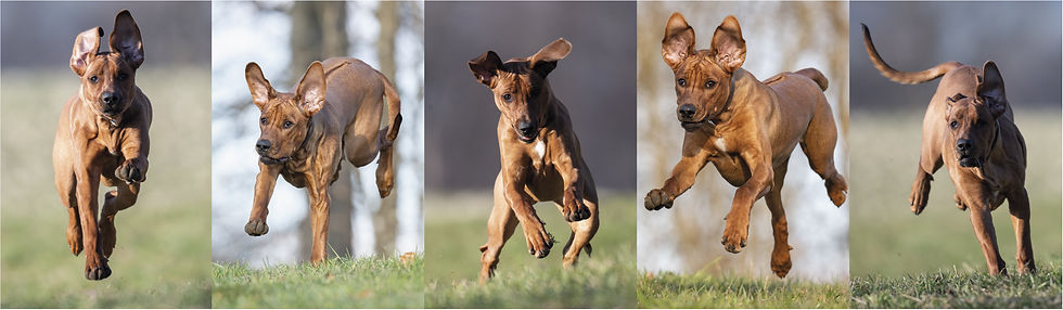 Streifen Webseite.jpg