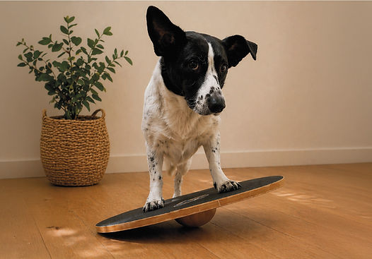 Stabilisation Übungen für den Hund