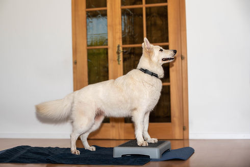 Aktives-Bewegen Hundetherapie Caniway