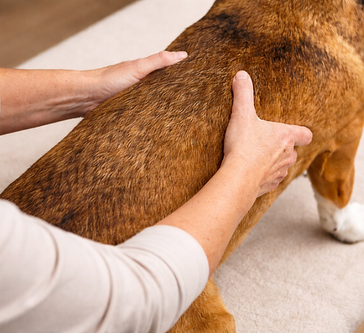Manuelle Therapie Wirbelsäule beim Hund