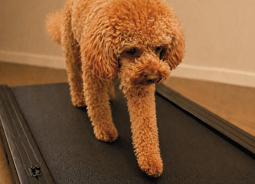 Trockenlaufband Hund