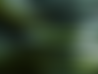 Freshly extracted Antalya Olive Ranch extra virgin olive oil flowing from the mill, showcasing our deep green, early-harvest quality