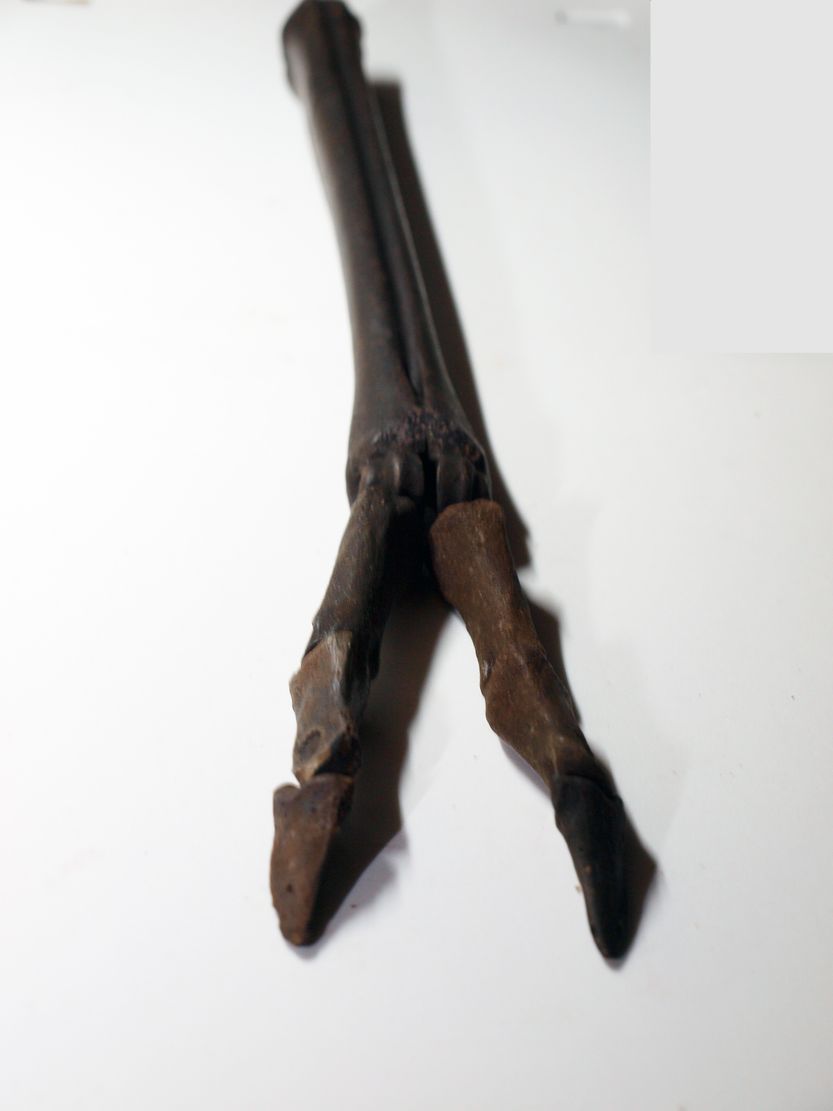 Complete Fossil Deer Leg Mount