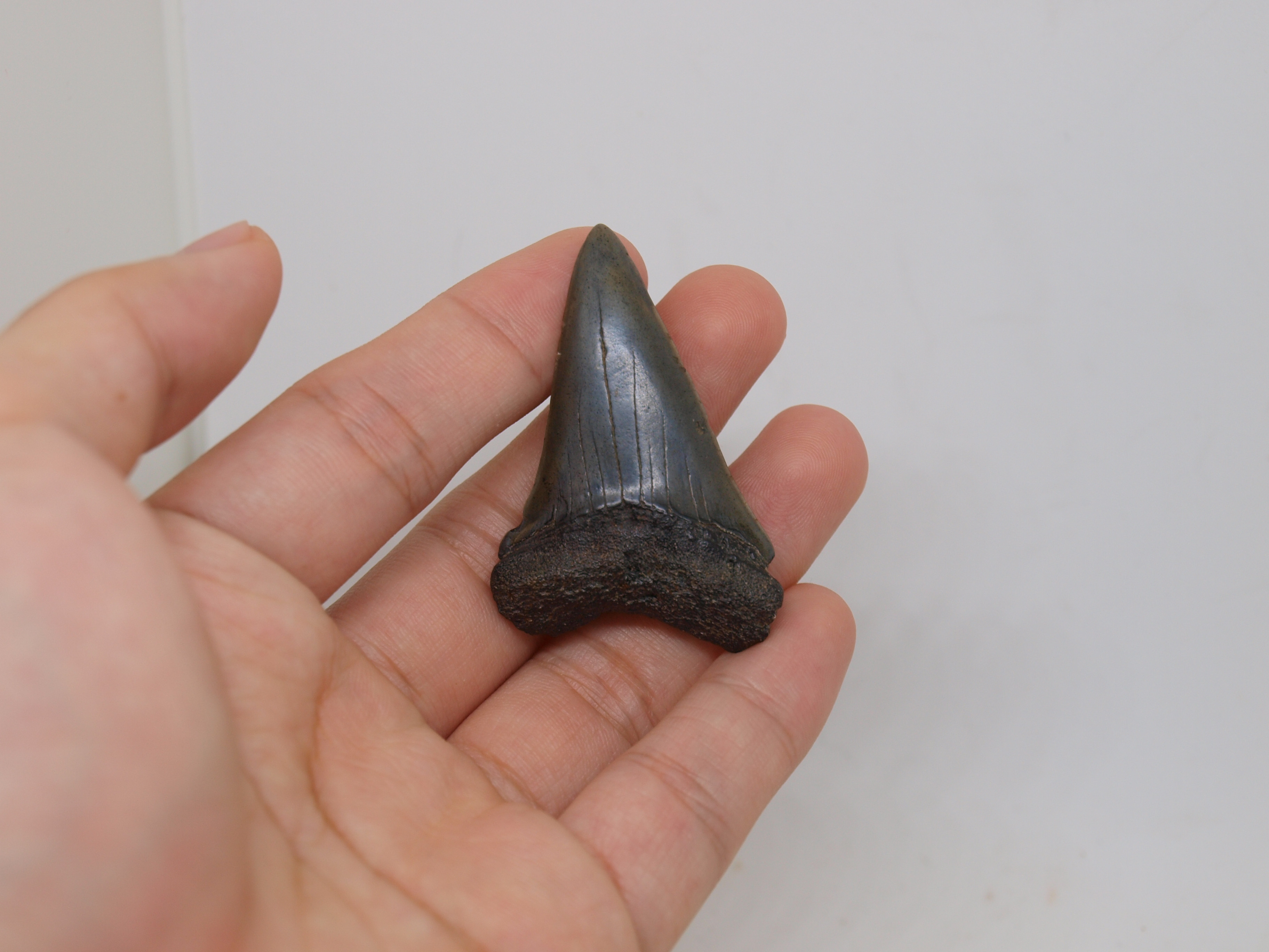 1.97 In Mako Shark Fossil Tooth