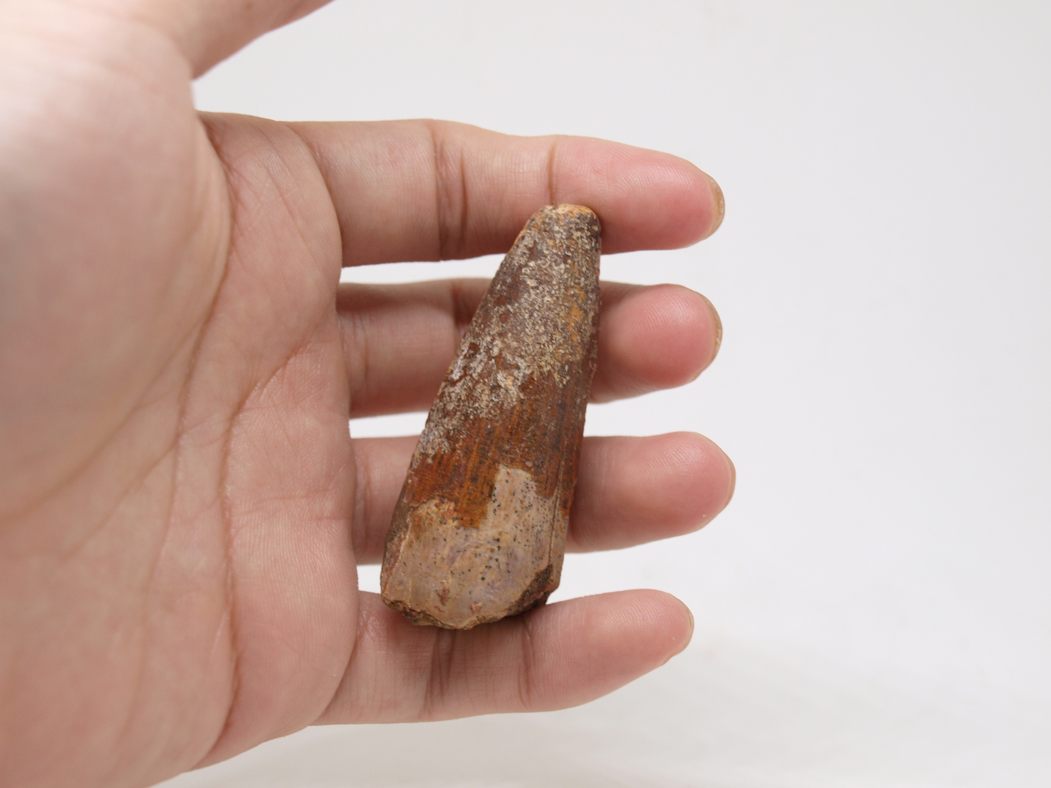 Spinosaurus Dinosaur Fat Tooth Fossil