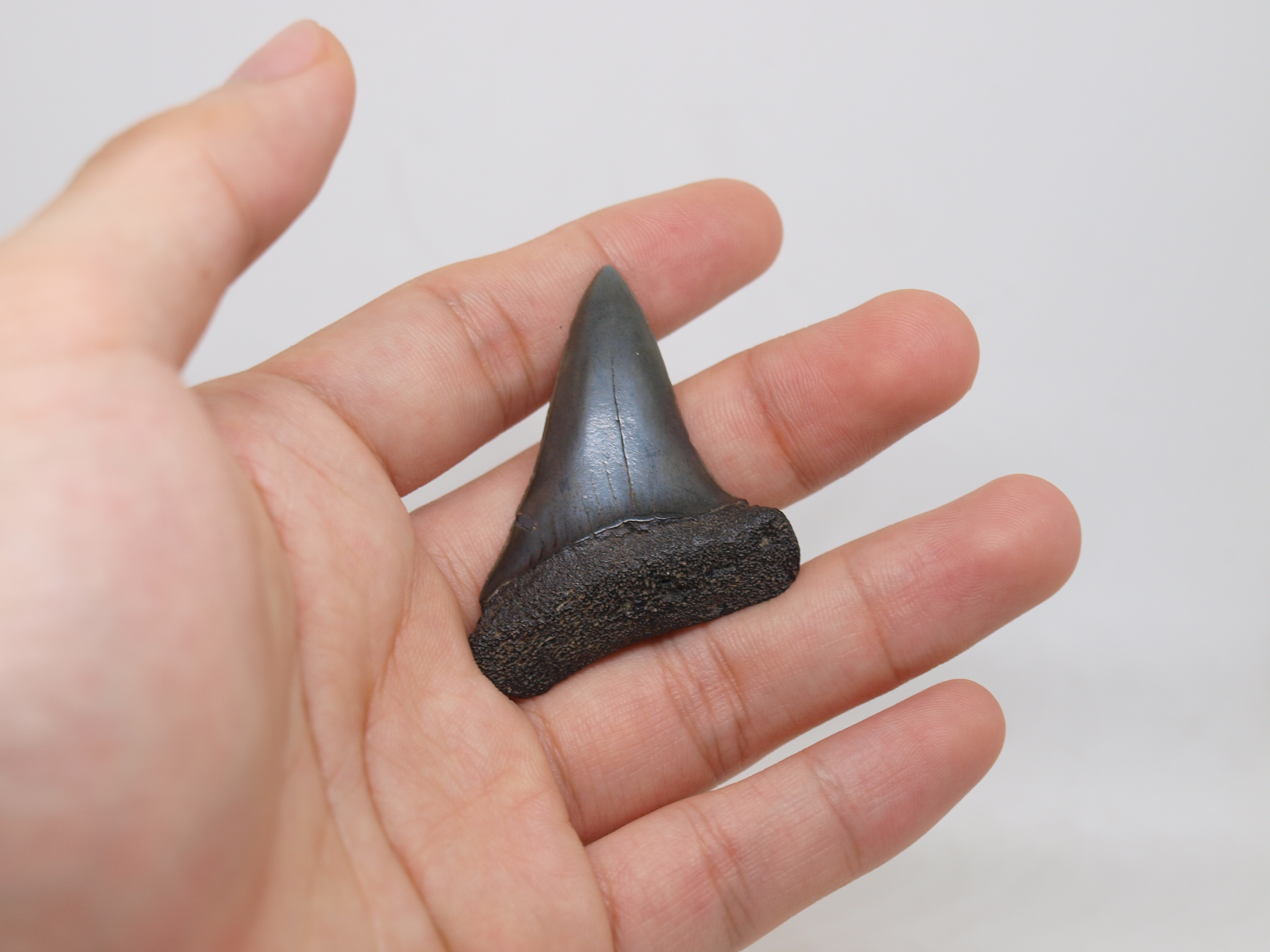 1.90 In Mako Shark Fossil Tooth