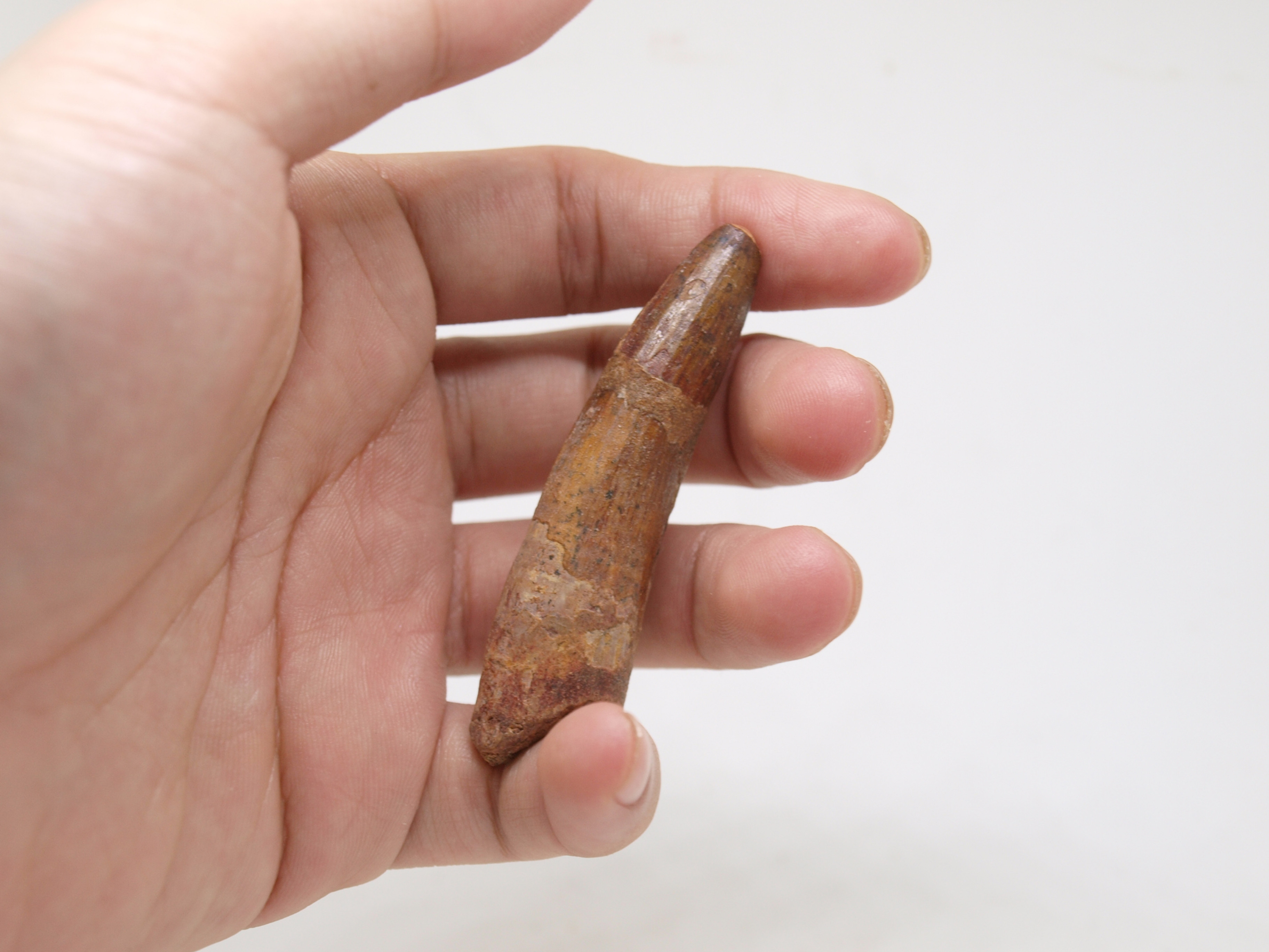 Spinosaurus Dinosaur Tooth Fossil