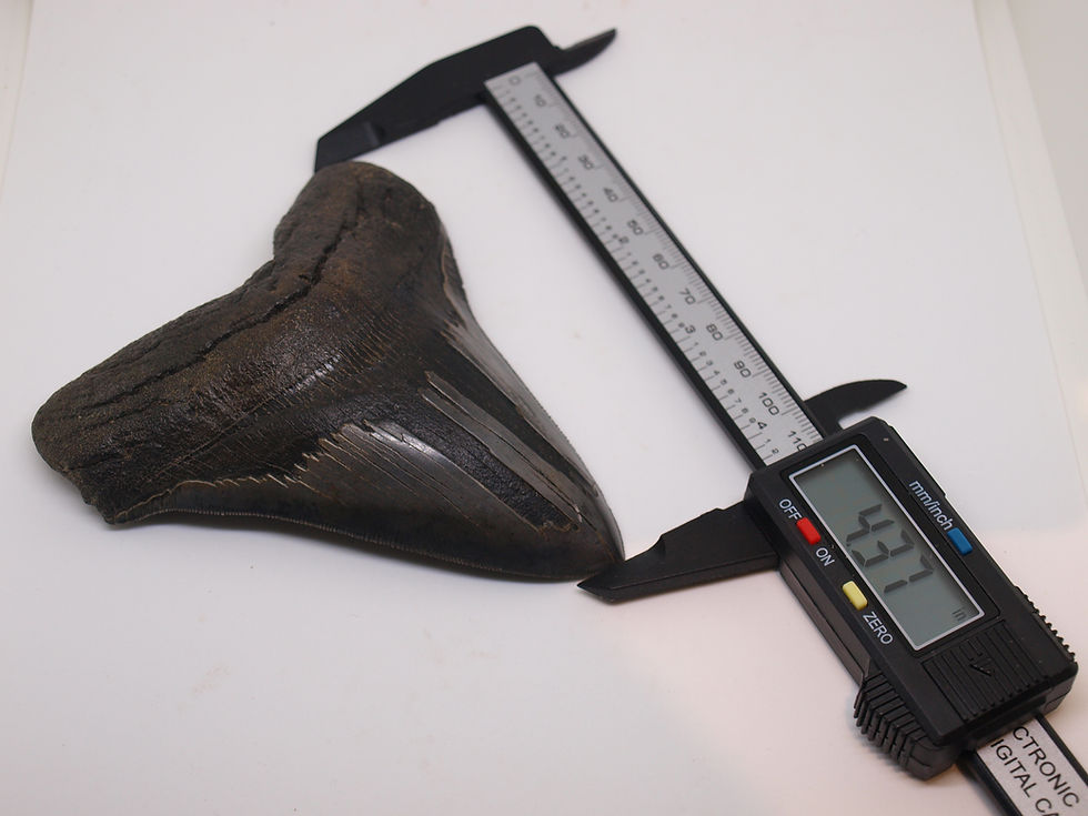 Thumbnail: 4.37 Inches Rare Megalodon Shark Tooth Hubell Fossil