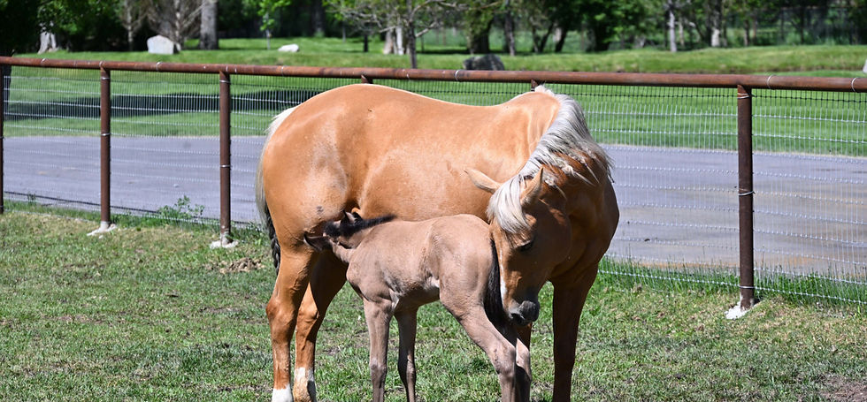 DSC_3582_edited.jpg