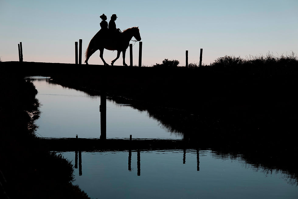 NOUVEAU STAGE PHOTO EN "CAMARGUE AUTHENTIQUE" LE 10/01/2026