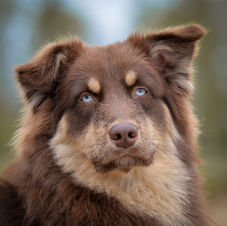 Hond ontwol behandeling