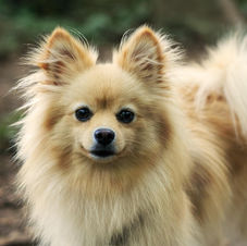 Knippen hond