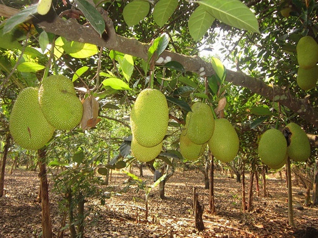 Thumbnail: Jackfruit